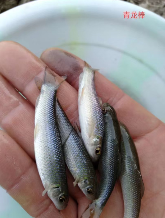 青龙棒