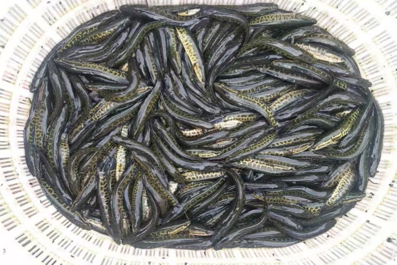 黑鱼苗